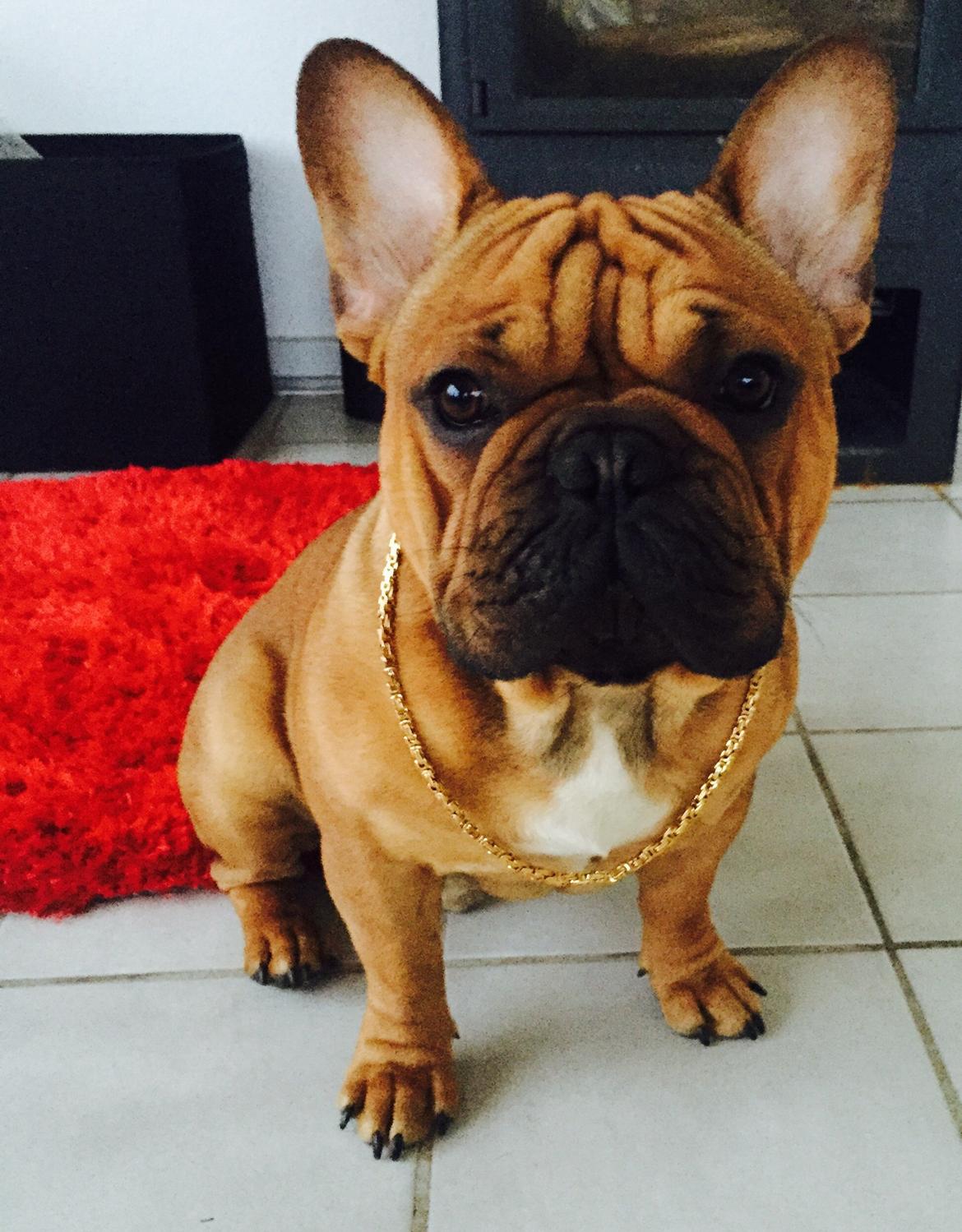 Fransk bulldog Adolf (Bond) billede 14