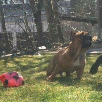 Fransk bulldog Adolf (Bond) billede 18