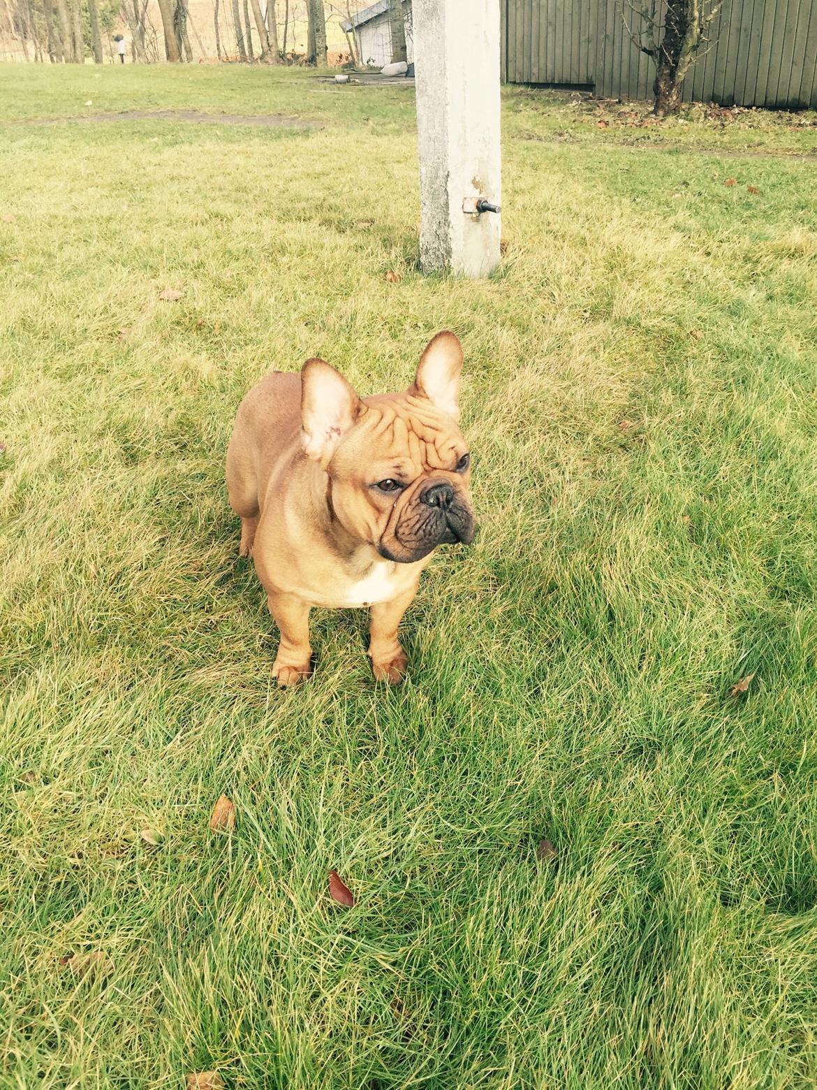 Fransk bulldog Adolf (Bond) billede 23