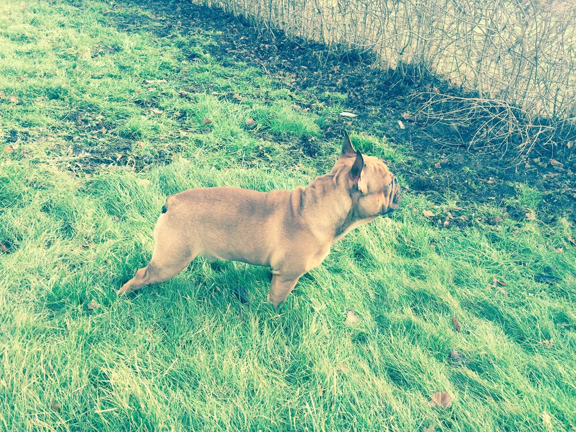 Fransk bulldog Adolf (Bond) billede 24