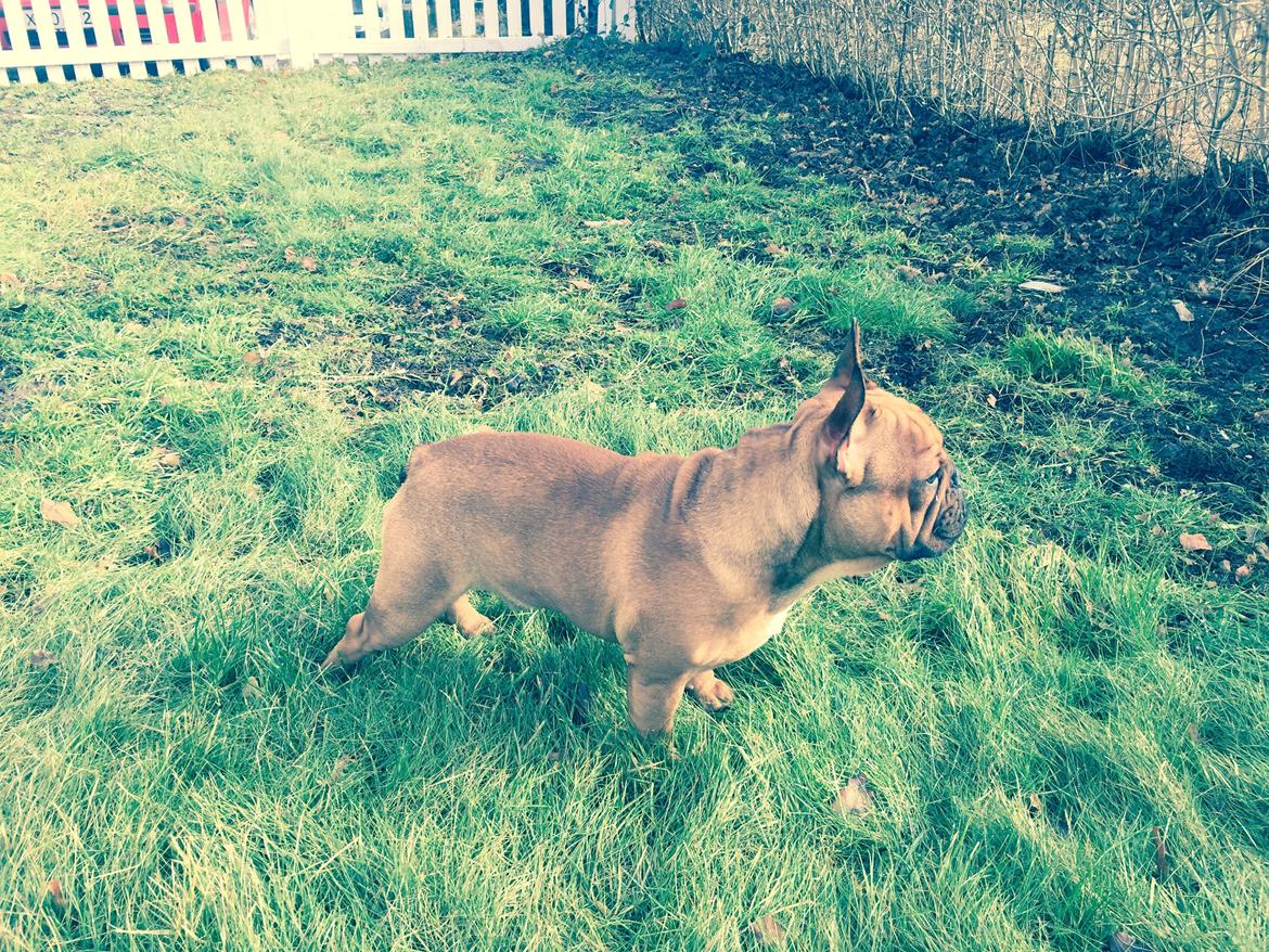 Fransk bulldog Adolf (Bond) billede 25