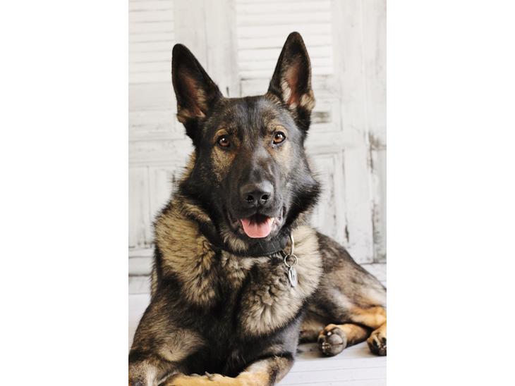 Schæferhund Charlie billede 1