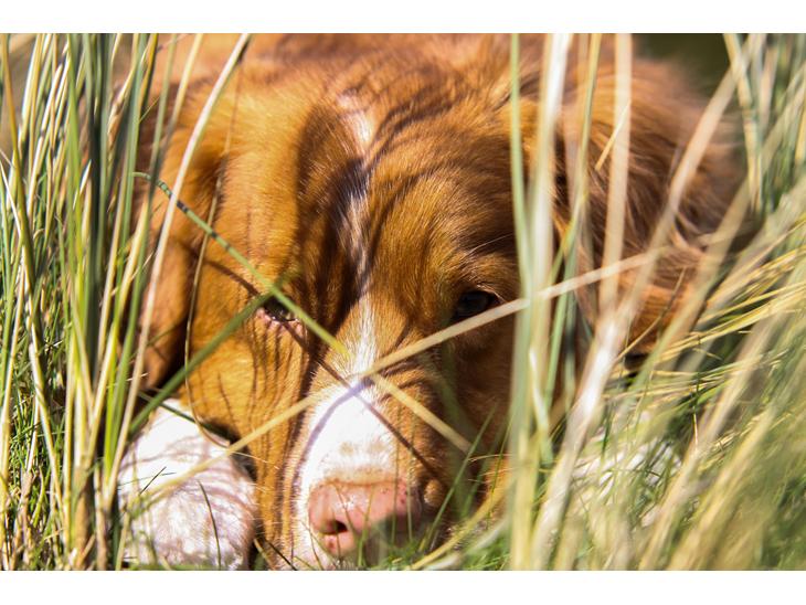 Nova scotia duck tolling retriever Leica - Velkommen til Leica's profil. Læg gerne en kommentar og bedømmelse.. <3 *NYT* 27/4-15 billede 1