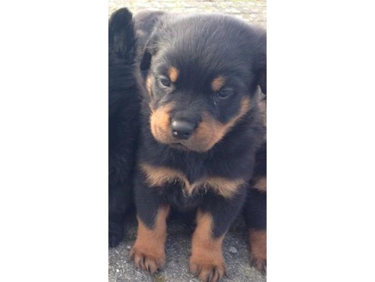 Rottweiler Hedegårds Xander billede 1