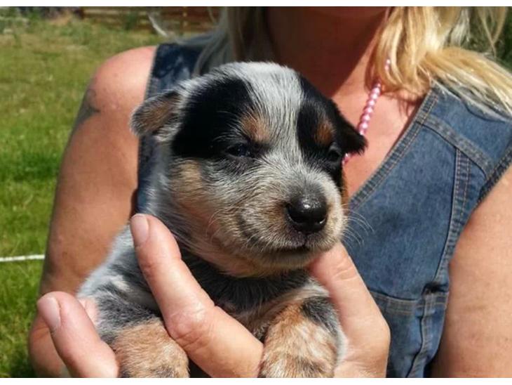 Australsk cattledog Betty billede 1