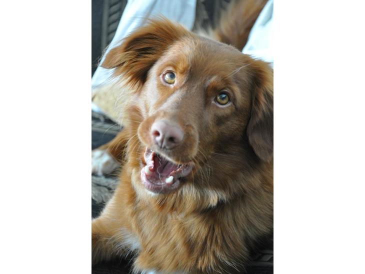 Nova scotia duck tolling retriever Bella De La Coronia Coco electra  billede 1