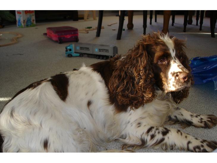 Engelsk springer spaniel Freja billede 1