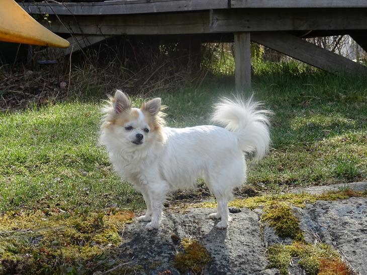 Chihuahua Misha billede 5