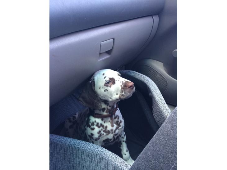 {{currentPhoto.altText}} billede {{currentPhoto.number}}