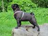Mops Berta