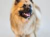 Mittelspitz Dazzling Flash Noble Milo