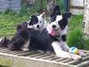 Border collie Zoey 14/3 -5/3 2023 [ Himmelhund]