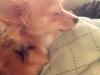 Chihuahua Finni