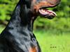 Dobermann LTJCH PLJW14 BALJW14 ROCH Tahi-Reme Jedi