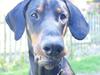 Dobermann MALKIN