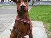 Tysk pinscher Tessa