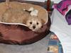 Blanding af racer Meisje (cavapoo)