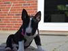 Bullterrier miniature Juno