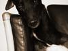 Greyhound Wild Moto - Vito 