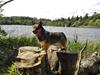 Västgötaspids Gaia R. I. P [ Himmelhund]