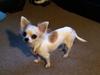 Chihuahua chilla