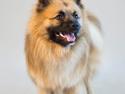 Mittelspitz Dazzling Flash Noble Milo