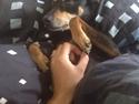 Dvaergpinscher King