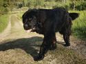 Newfoundlænder Samson