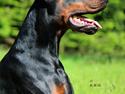 Dobermann LTJCH PLJW14 BALJW14 ROCH Tahi-Reme Jedi