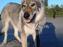 Tjekkoslovakisk ulvehund Zonta