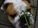 Engelsk bulldog Watson - Kampvognen