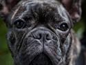 Fransk bulldog Minion