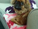 Pekingeser Lady