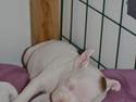 Staffordshire bull terrier BIRK