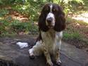 Engelsk springer spaniel Dorph Diamonds lili eliksir Molly (Molly)