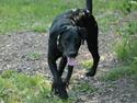 Blanding af racer Stella
