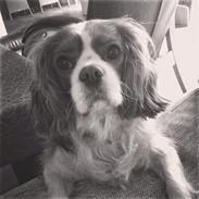 Cavalier king charles spaniel Jacki