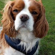 Cavalier king charles spaniel Jacki