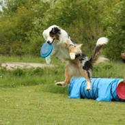 Australian shepherd Paint