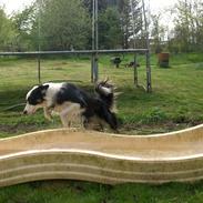 Border collie Zoey 14/3
