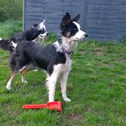 Border collie Zoey 14/3