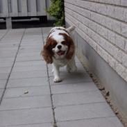 Cavalier king charles spaniel August Rose (Frida)