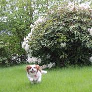 Cavalier king charles spaniel August Rose (Frida)