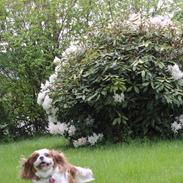 Cavalier king charles spaniel August Rose (Frida)