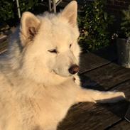 Samojedhund malou