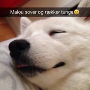 Samojedhund malou