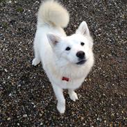 Samojedhund malou