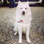 Samojedhund malou