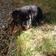 Rottweiler Luna