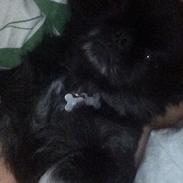 Blanding af racer Balder